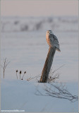 Snowy Owl 25