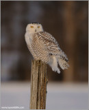 Snowy Owl Hunting 33