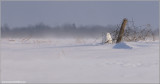 Snowy Owl Hiding from the Wind 35