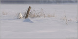 Snowy Owl Hiding from the Wind 36