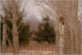 Short-eared Owl on a Fence 41
