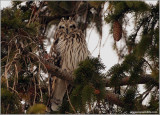 Short-eared Owl Sleeping 47