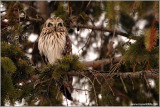 Short-eared Owl Perched 51