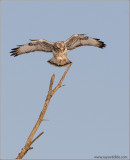 Rough-legged Hawk Landing 1