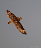 Short-eared Owl in Flight 53