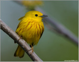 Yellow Warbler 23