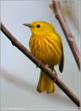 Yellow Warbler 25