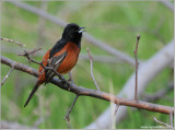 Orchard Oriole 1