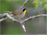 Common Yellowthroat 8