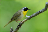 Common Yellowthroat 13