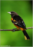 Baltimore Oriole 8