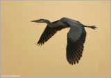 Great blue Heron in Flight