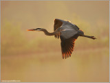 Great Blue Heron in Flight