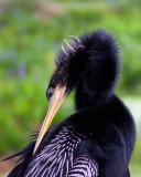 Anhinga