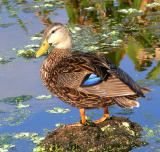 Mottled Duck