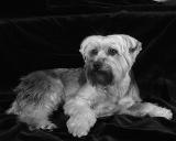 Harrison II
