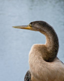 Young Anhinga.jpg