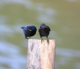 Asian Glossy Starling