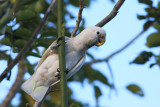 Tanimbar Corella