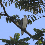 White-bellied Sea Eagle