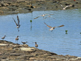 Whimbrel, Common Redshank and Common Sandpiper