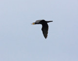 Great Cormorant