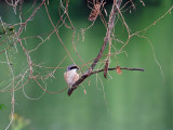 Long-tailed Shrike