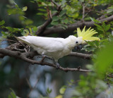 Yellow-crested Cockatoo