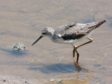 Marsh Sandpiper