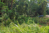 Panti Forest, near Kota Tinggi