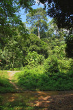 Panti Forest, near Kota Tinggi