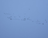 A flock of Hornbills flying home to roost