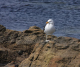 Kelp Gull in breeding plumage