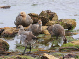 Upland Goose, female, and 10-week (?) chicks