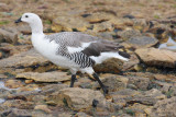 Upland Goose, male
