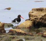 Magellanic Oystercatcher