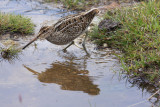 Magellanic Snipe