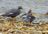 Falkland (Flightless) Steamer Duck, female (left) and male