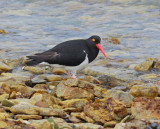 Magellanic Oystercatcher