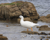 Kelp Goose, male