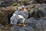 Falkland (Flightless) Steamer Duck, male