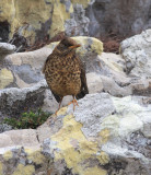 Austral (or Falklands) Thrush, juvenile