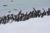 Magellanic Penguins, non breeders & immatures