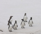 Magellanic Penguins,  4 non-breeders, 2 immatures