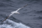 Wandering Albatross, probably older adult male, breeding
