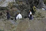 Macaroni Penguins