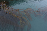 Giant seaweed