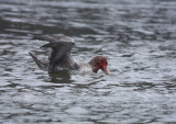 Northern Giant Petrel, fresh from feeding on seal pup