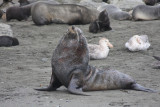 Bull Fur Seal