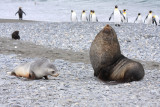 Bull and cow Fur Seals